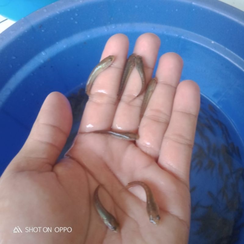 Bibit ikan gabus ukuran 3-4 cm murah berkualitas