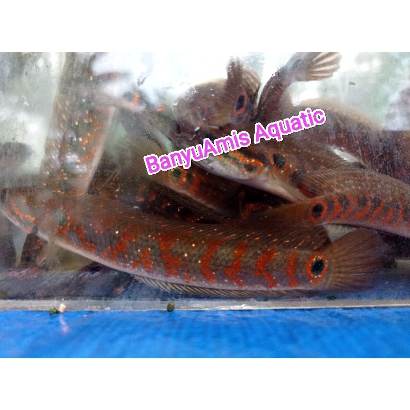 Asiatica Red Stripe Grade A