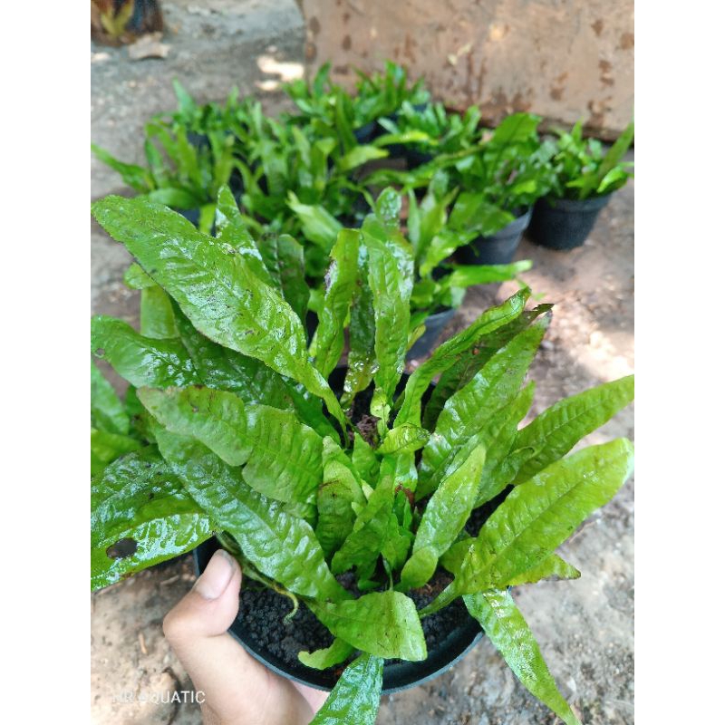 kadaka java fern tanaman aquascape