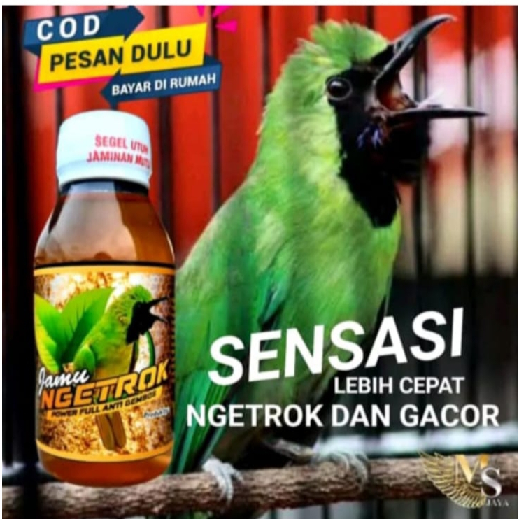 Jamu ngetrok cucak ijo power full anti gembos RG raja goyang ngentrok genjlok