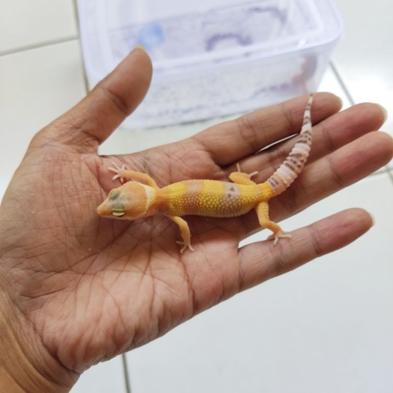 Gecko Sunglow Baby/Juve sg2