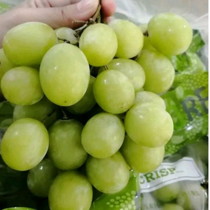 ANGGUR HIJAU Sweet Autumn Green Crisp Seedless