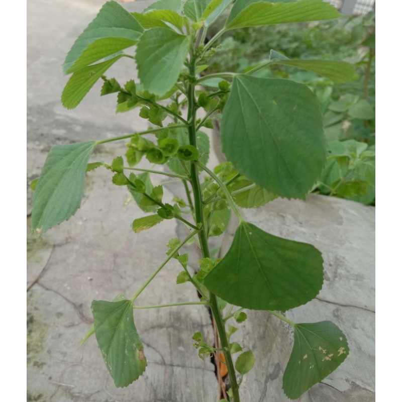 Tanaman Anting-anting|Akar Kucing|Catnip|Catmint