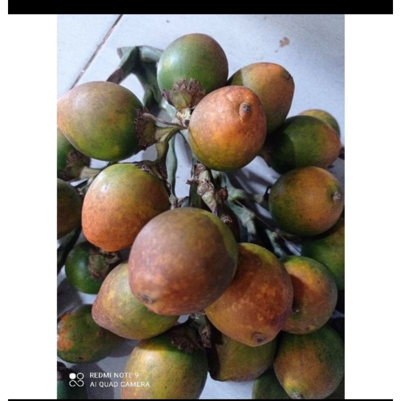 

Buah pinang tua|sudah kuning