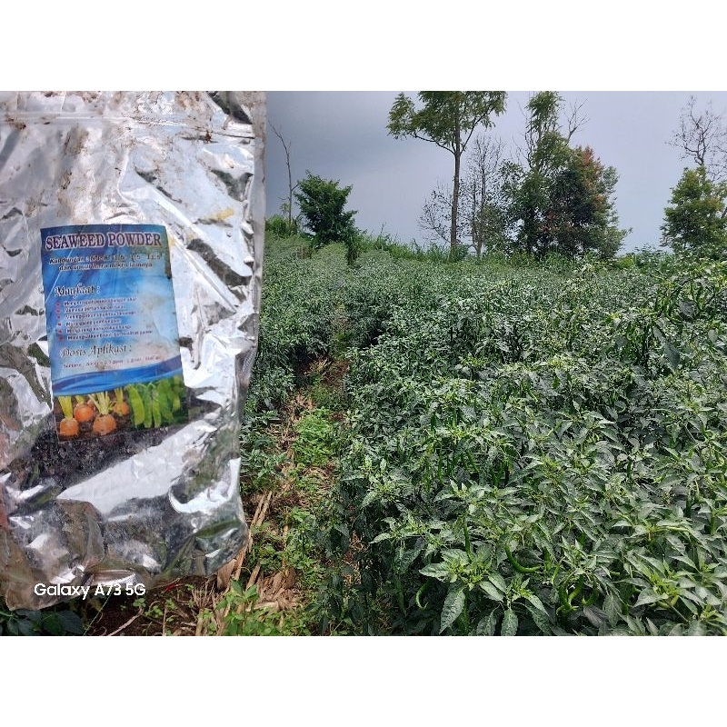 Seaweed powder (ekstrak rumput laut)