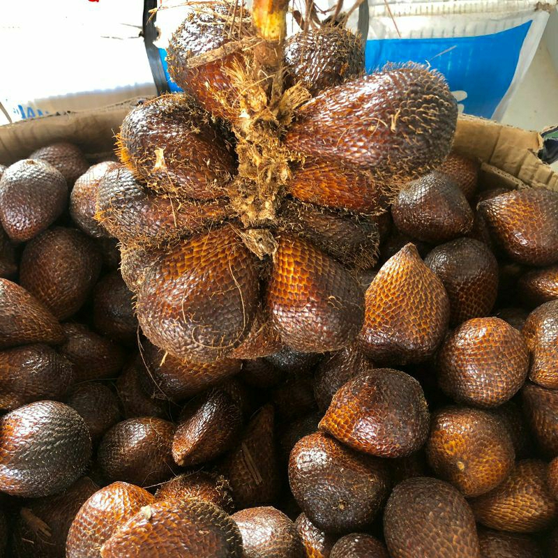 

SALAK PONDOH MANIS
