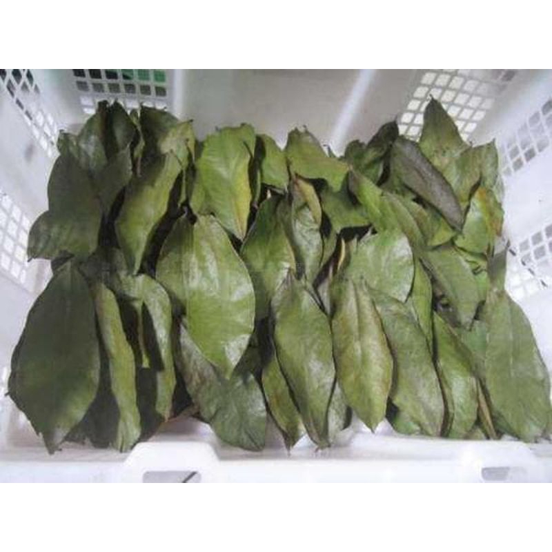 

jual daun sirsak kering untuk penyakit kangker diabetes dll harga murah promo