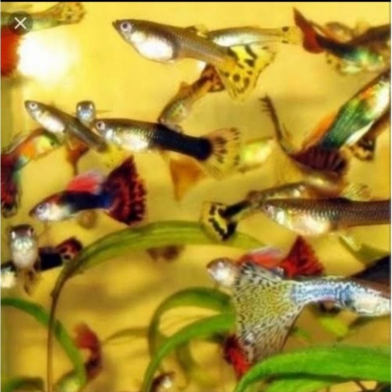 IKAN GUPPY CENDOLAN/ WARNA CAMPUR/ IKAN AQUASCAPE