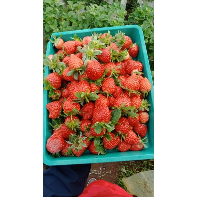 

Strawberry Ciwidey