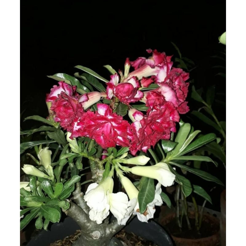 tanaman hias adenium /tanaman hias Kamboja Jepang / pmk & denpasar moom