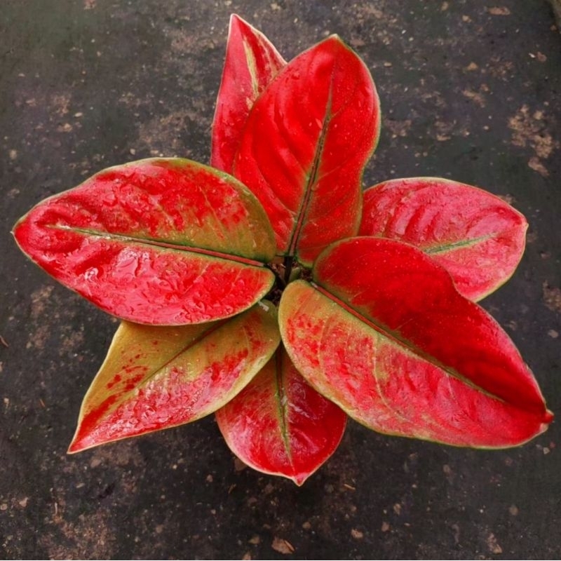 Aglonema Ayunindi Super Red Roset Merah Merona - Agalonema Ayunindi-  tanaman hias hidup - bunga hidup - bunga aglonema - aglaonema merah - aglonema merah - aglonema murah - aglaonema murah
