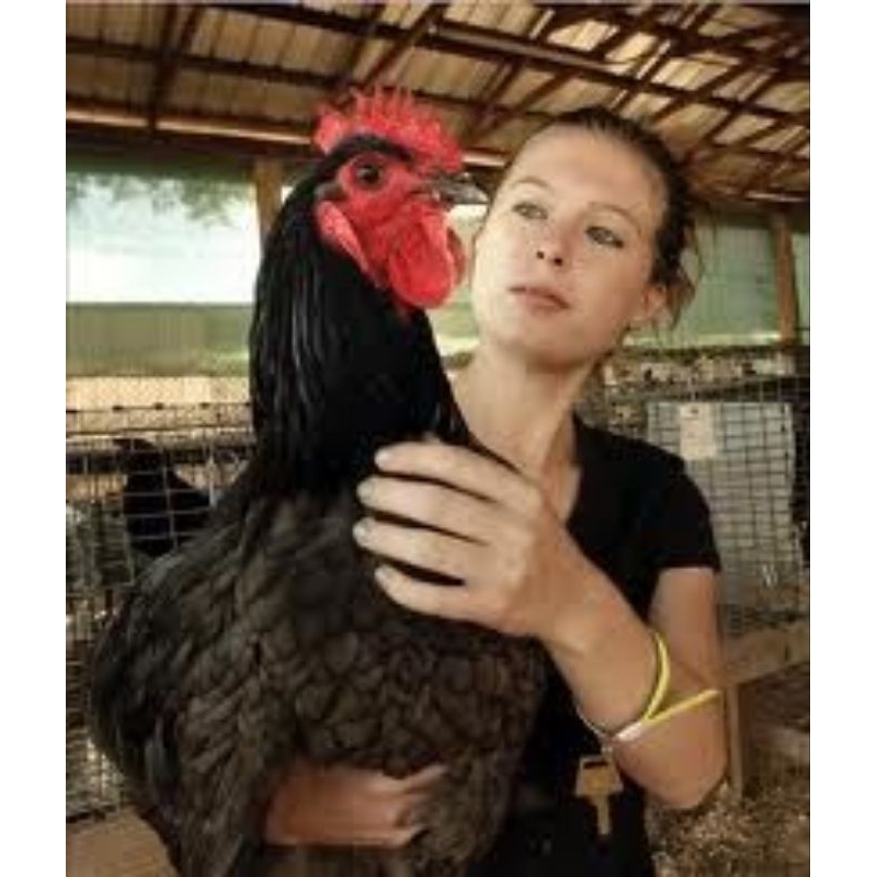 

TELUR TETAS AYAM LARMOD SIAP TETAS