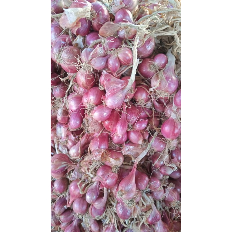 

Bawang merah daunan Surabaya