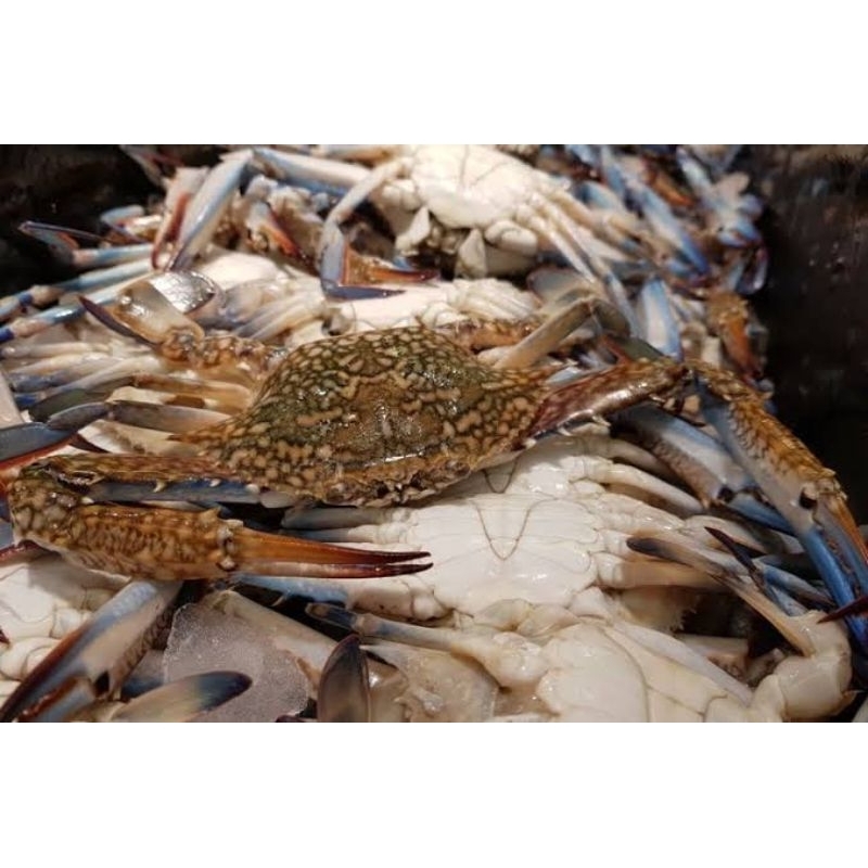 rajungan segar 1 kg