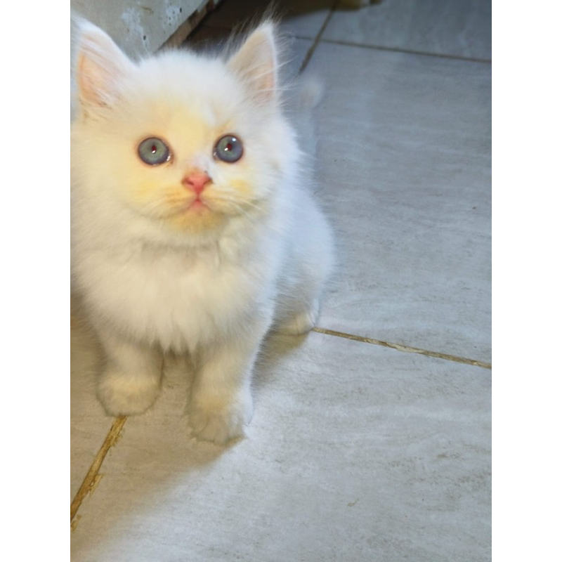 kucing kitten persia mix mainecoon himalaya jantan white solid