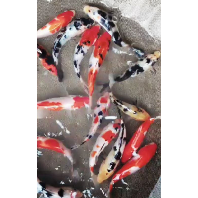 hiasan kolam/paket koi 5ekor 6-8cm/