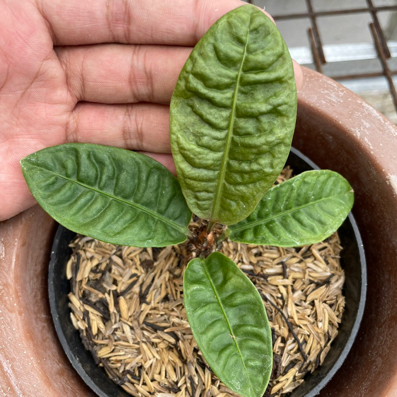 Anthurium Reflexinervium