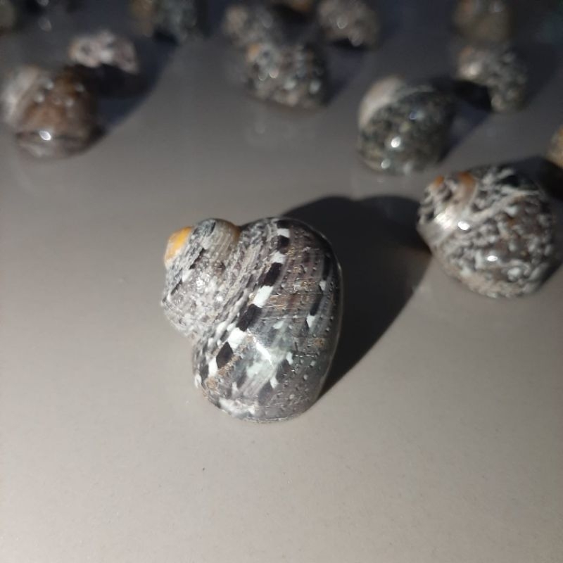 Cangkang Kelomang Topi Miring Sarmaticus kw