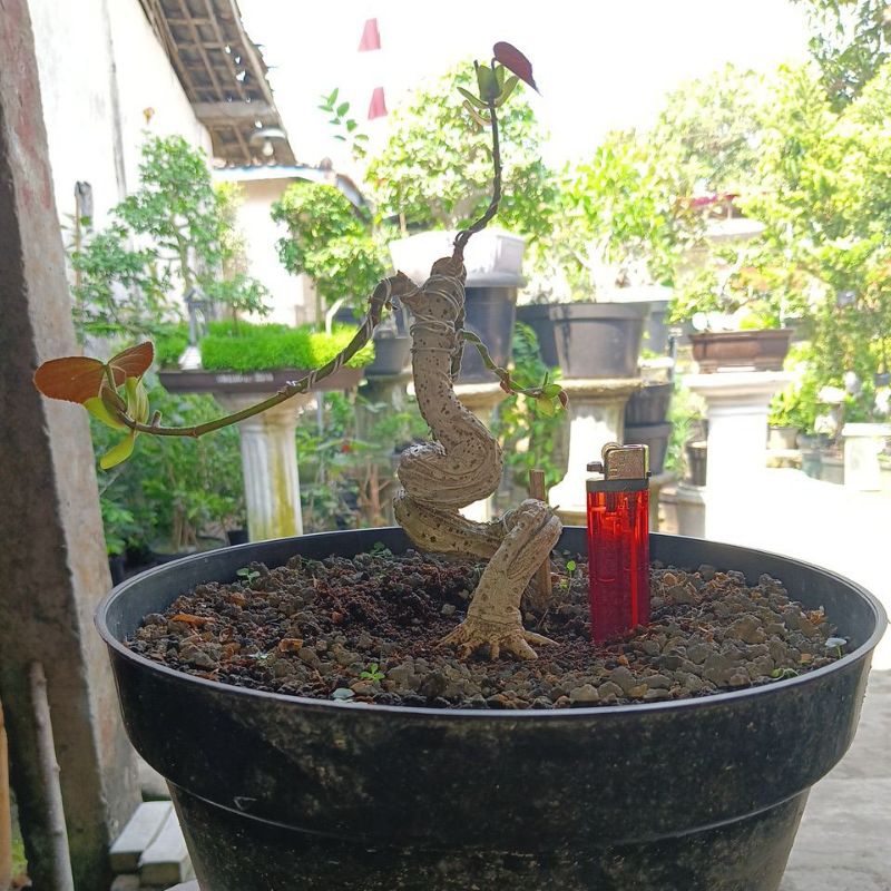 bahan bonsai waru merah meliuk mame