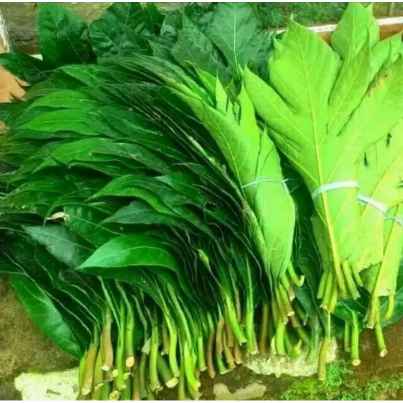 

daun sukun 500 gram fresh