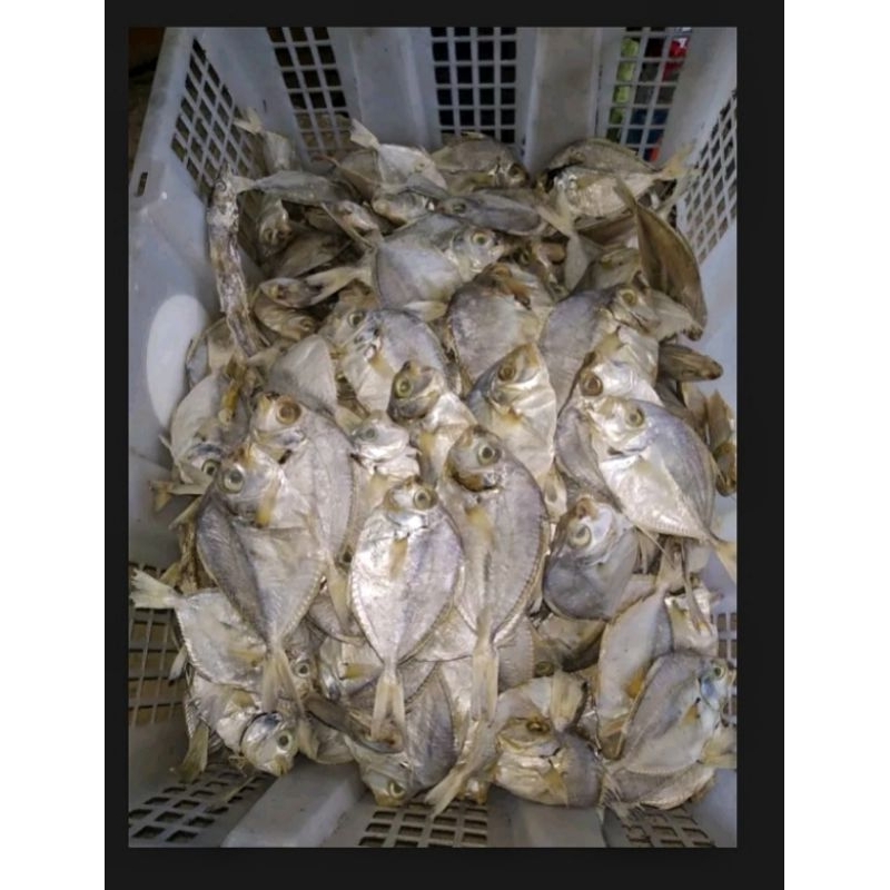 

ikan asin dodok/kopek