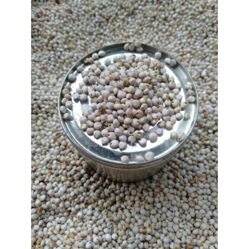(FreeOngkir) 1 KG BIJI SORGUM BIOGUMA - BENIH SORGUM BIOGUMA BERKUALITAS Termurah Terlaris