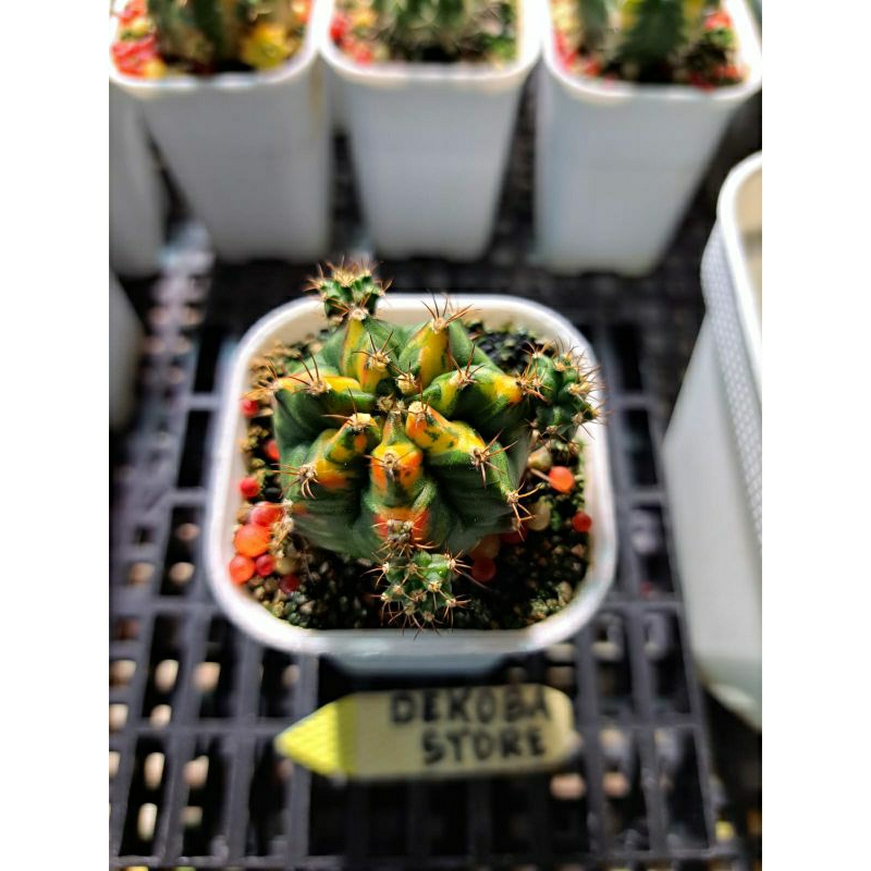 Tanaman hias kaktus gymno miha t31115