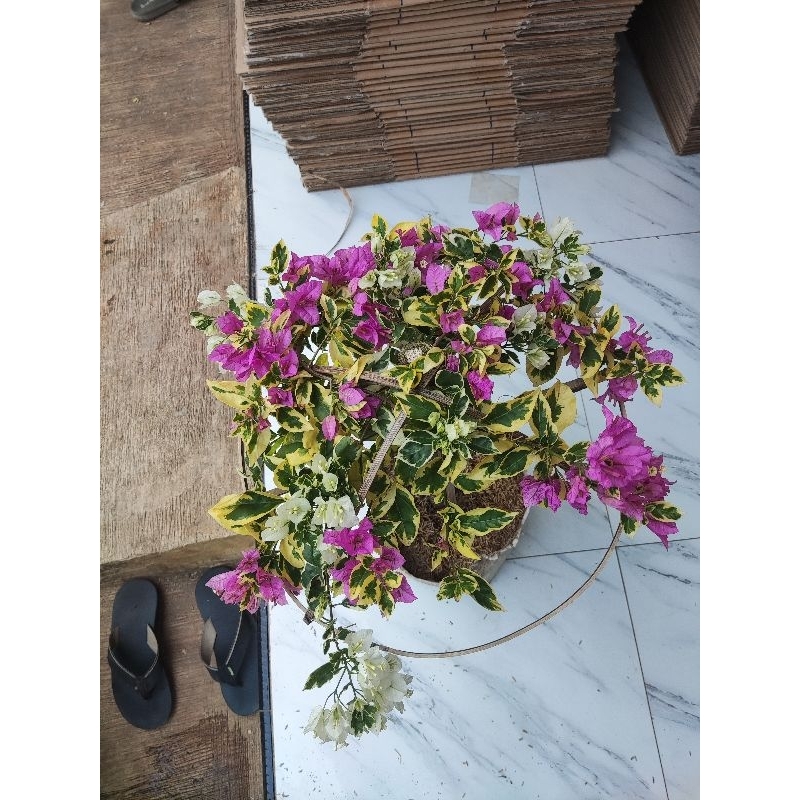 Tanaman Bunga Bugenvil Varigata 2 warna Batang Besar / Tanaman Hias Bunga Bougenville Singapore Bung