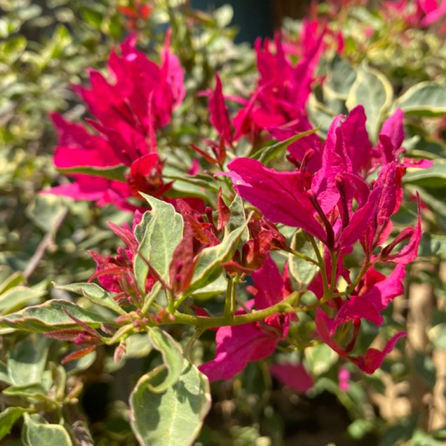 Bibit Bougenville Butterfly Merah