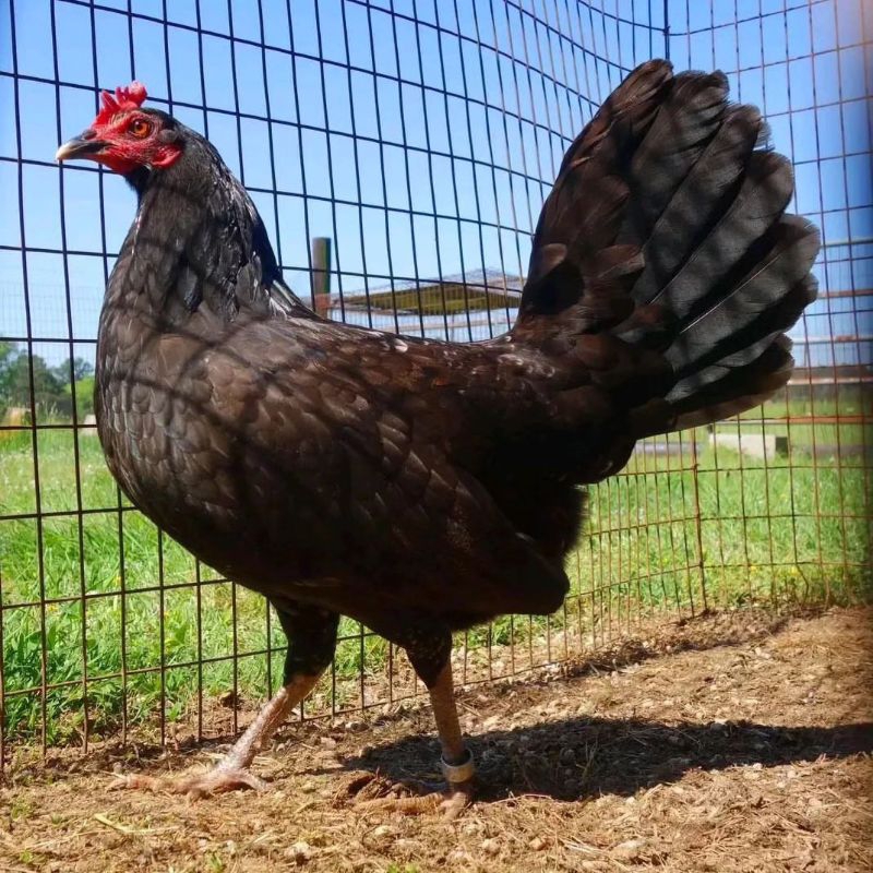 

jual telur ayam pisau betina ak27 paket 4 butir