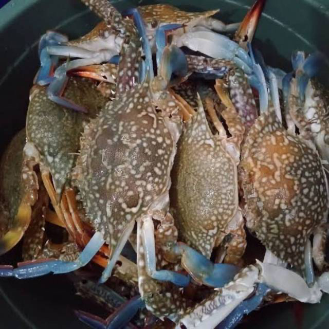 

Rajungan Fresh (1 kg)