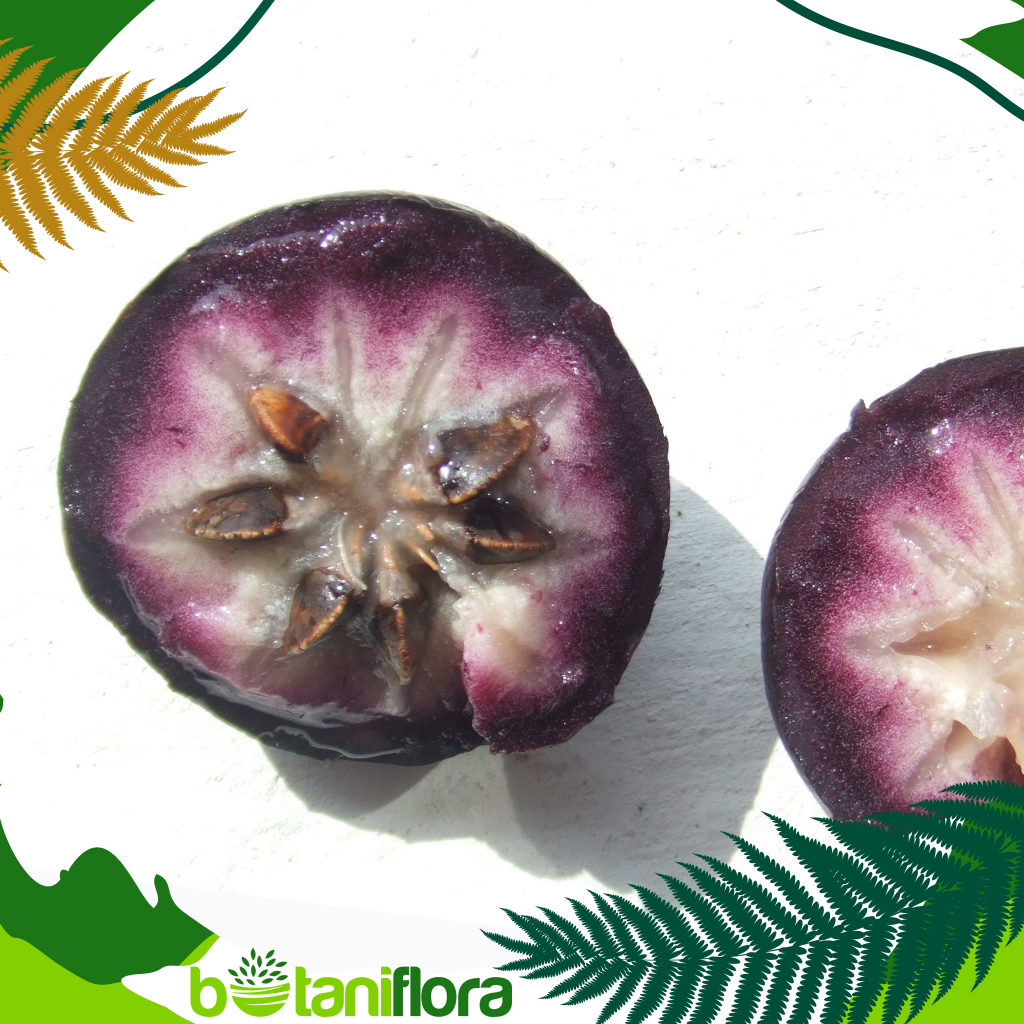 Bibit Buah Kenitu Ungu