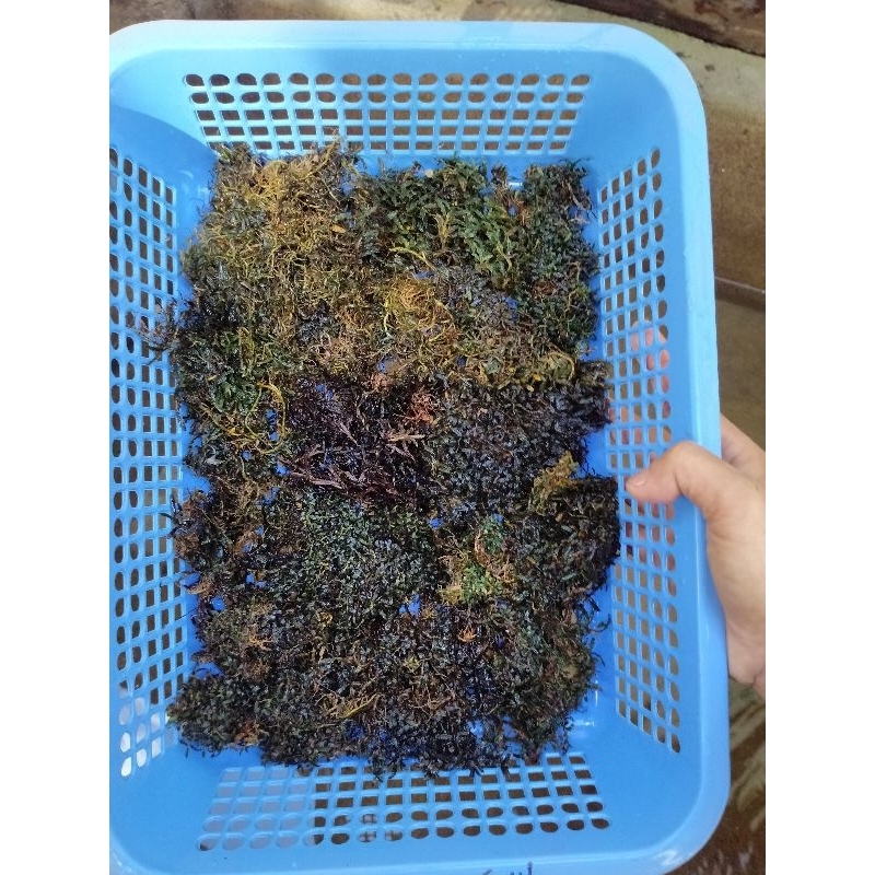 bucephalandra super mini micro(keranjang)