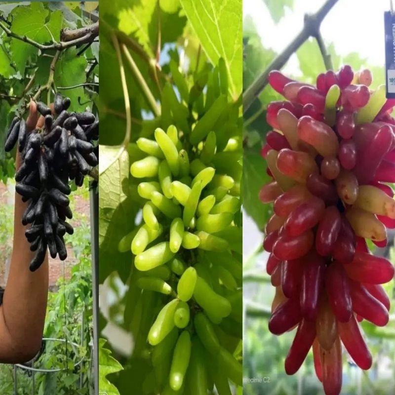 Bibit Anggur Import Hellowens Sedless Grafting Bisa Cod Termurah