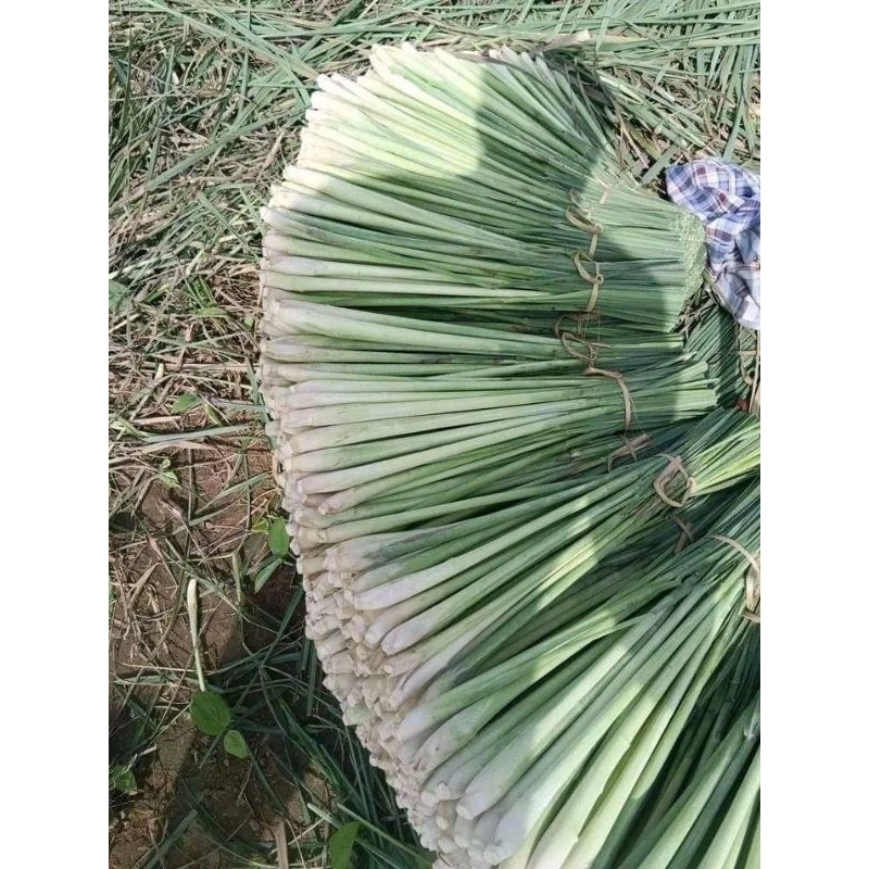 

Sereh Serai Segar 500 gram