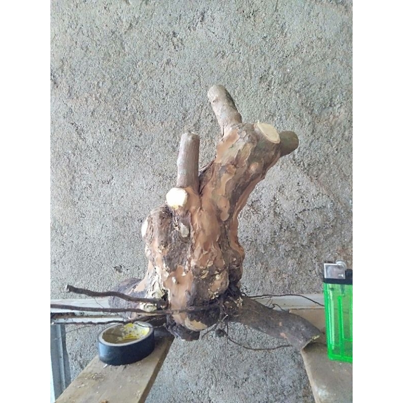BAHAN BONSAI KIBESI BOGEL NYAMIK (REAL PIC)