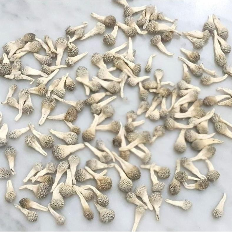 10 pcs empot ayam alami - obat empot ayam putih - empot ayam murah - obat nyeri haid - obat merapatk
