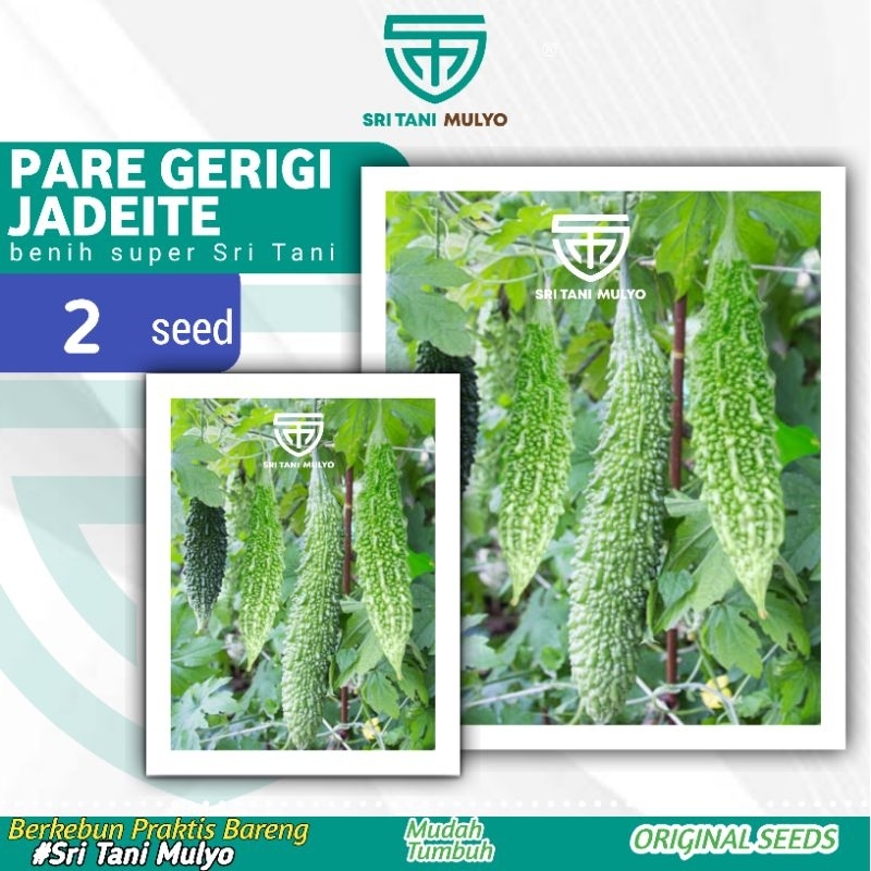2 Biji - Benih Pare BAJUL F1 - Pare bergigi / Pare buaya Bibit Sayuran Benih Sayuran