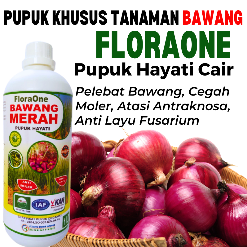 Pupuk Bawang Merah Pembesar Umbi, Fungisida Untuk Antraknosa Pada Bawang Merah