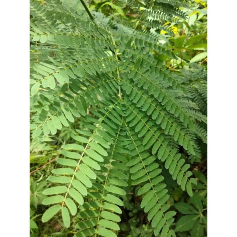 

Daun petai cina/daun lamtoro segar/daun mplandingan segar 1kg