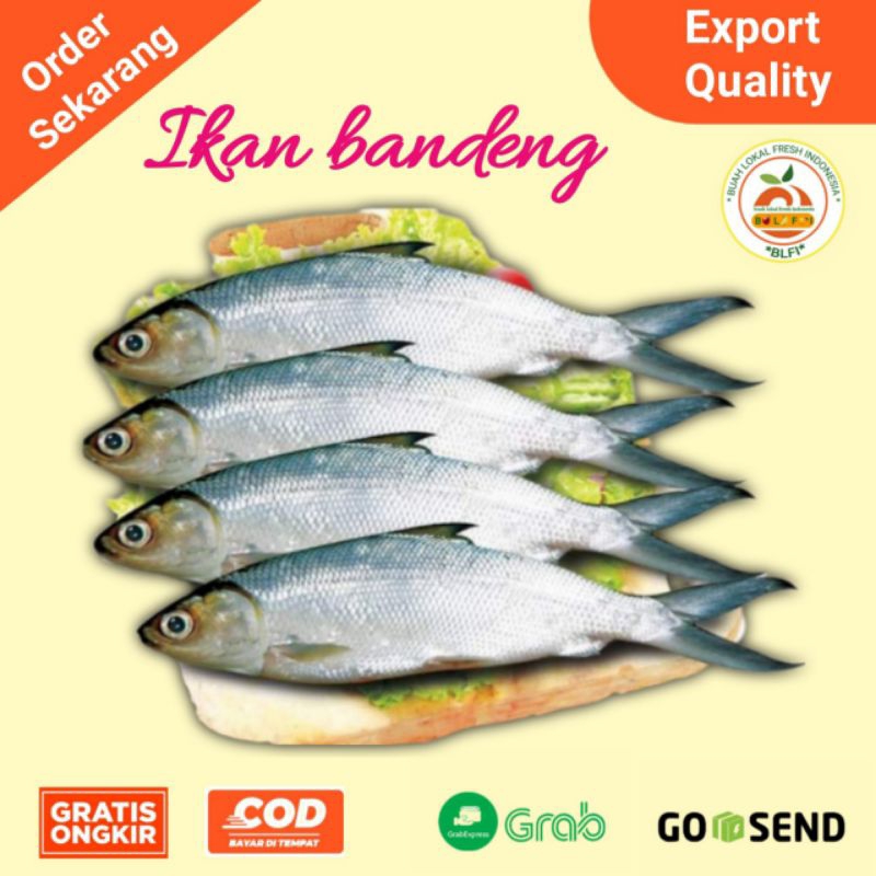 

IKAN BANDENG PREMIUM FRESH