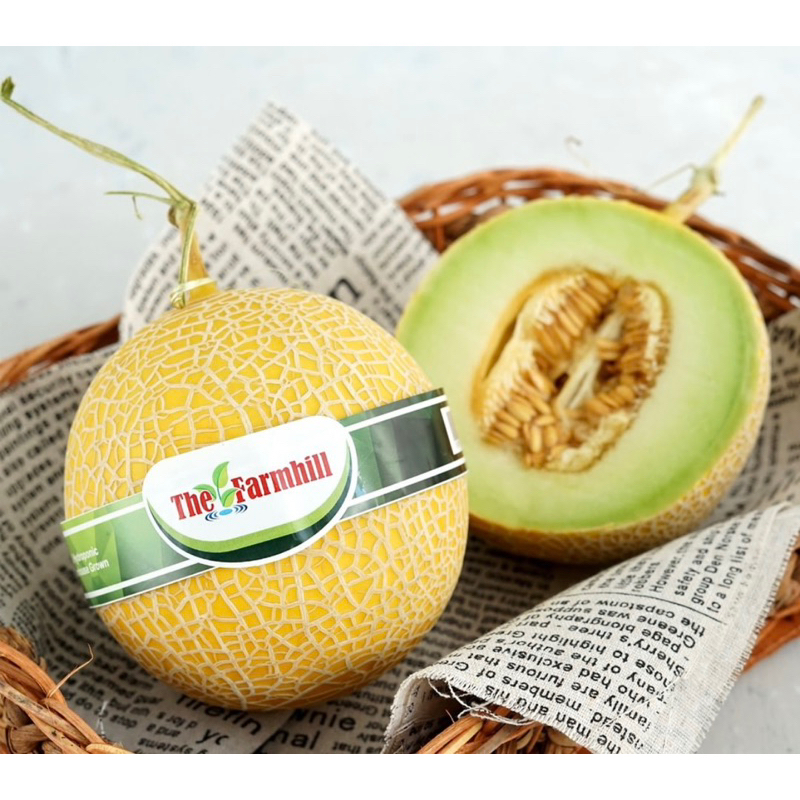 

FRESH4YOU_MELON HYDROPONIC MELON GREENIEGAL INTHANON MELON EMPUK MELON MANIS MELON HYDROPONIC