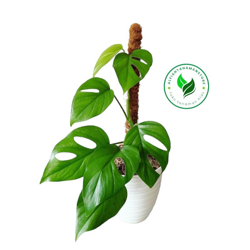 [BISA COD] Tanaman Hias Monstera Pertusa - Pohon Monstera Raphidopora Pertusa