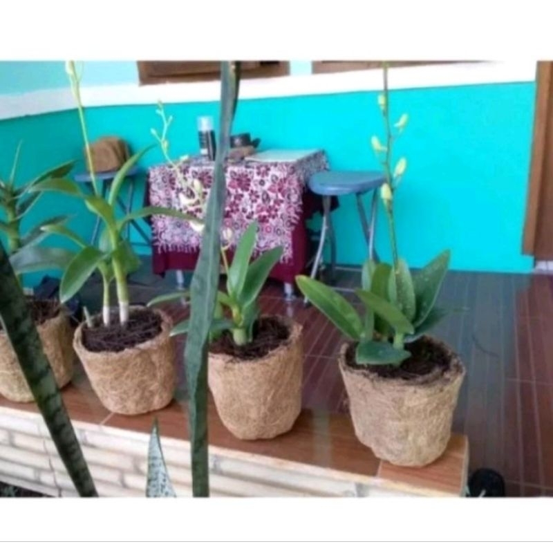 pot semai bibit anggrek sedling keki anggrek