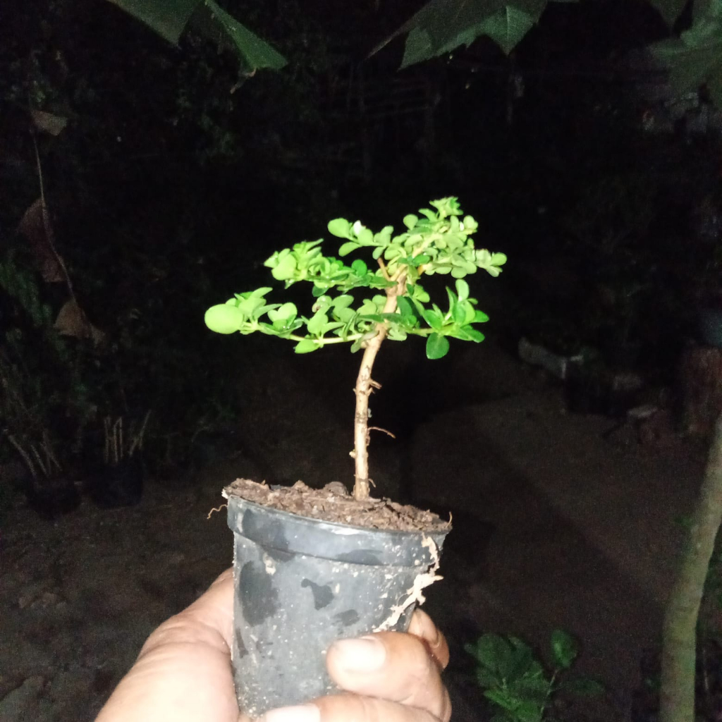 bonsai mame  sancang ori