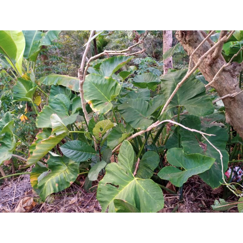 

Daun Talas asli kokap