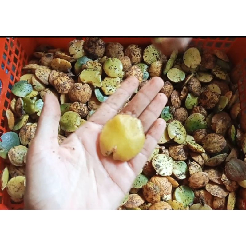 

Longkang Jariang (Jengkol Tumbuh) 1 kg