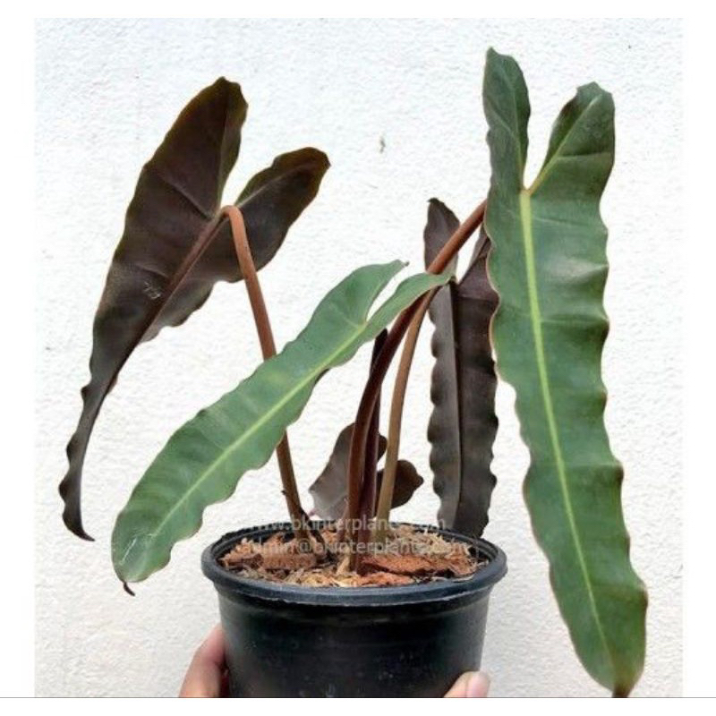 Philodendron x atabapoense