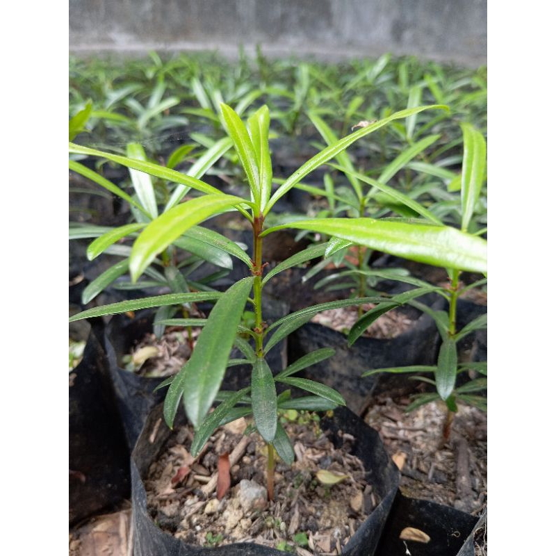 bibit bonsai lohansung mawar 15cm