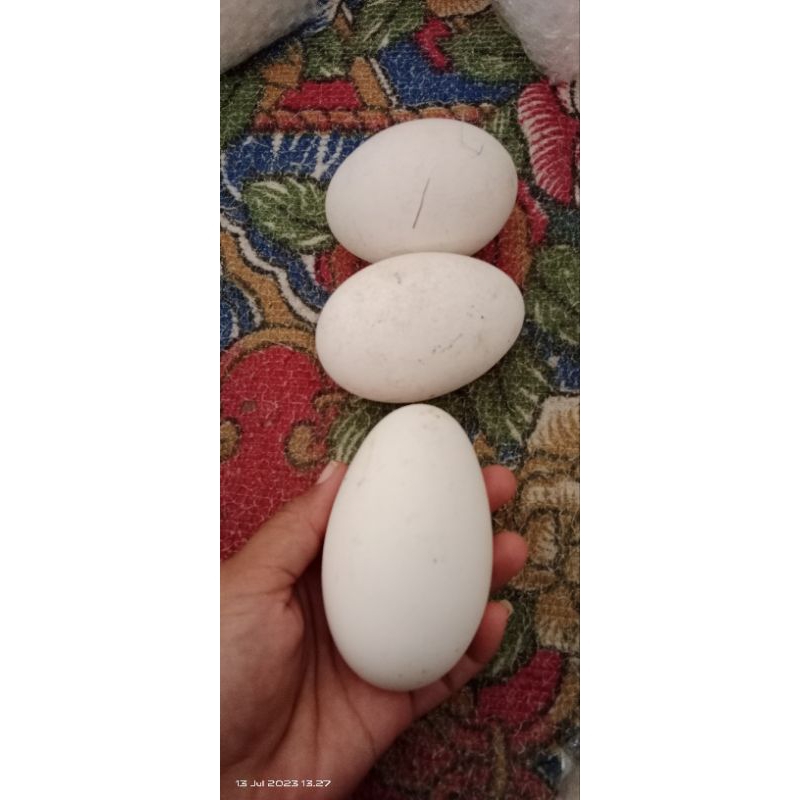 

Telur Angsa Soang Fress 100%/ Telur Angsa Hasil Budidaya Sendiri